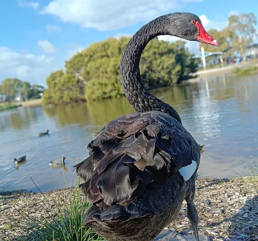 Black Swans
