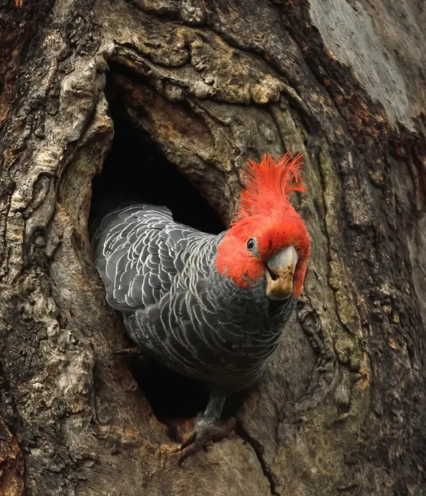 Gang-gang Cockatoo