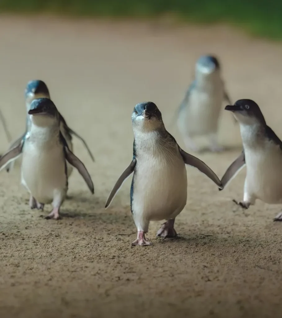 Little Penguins