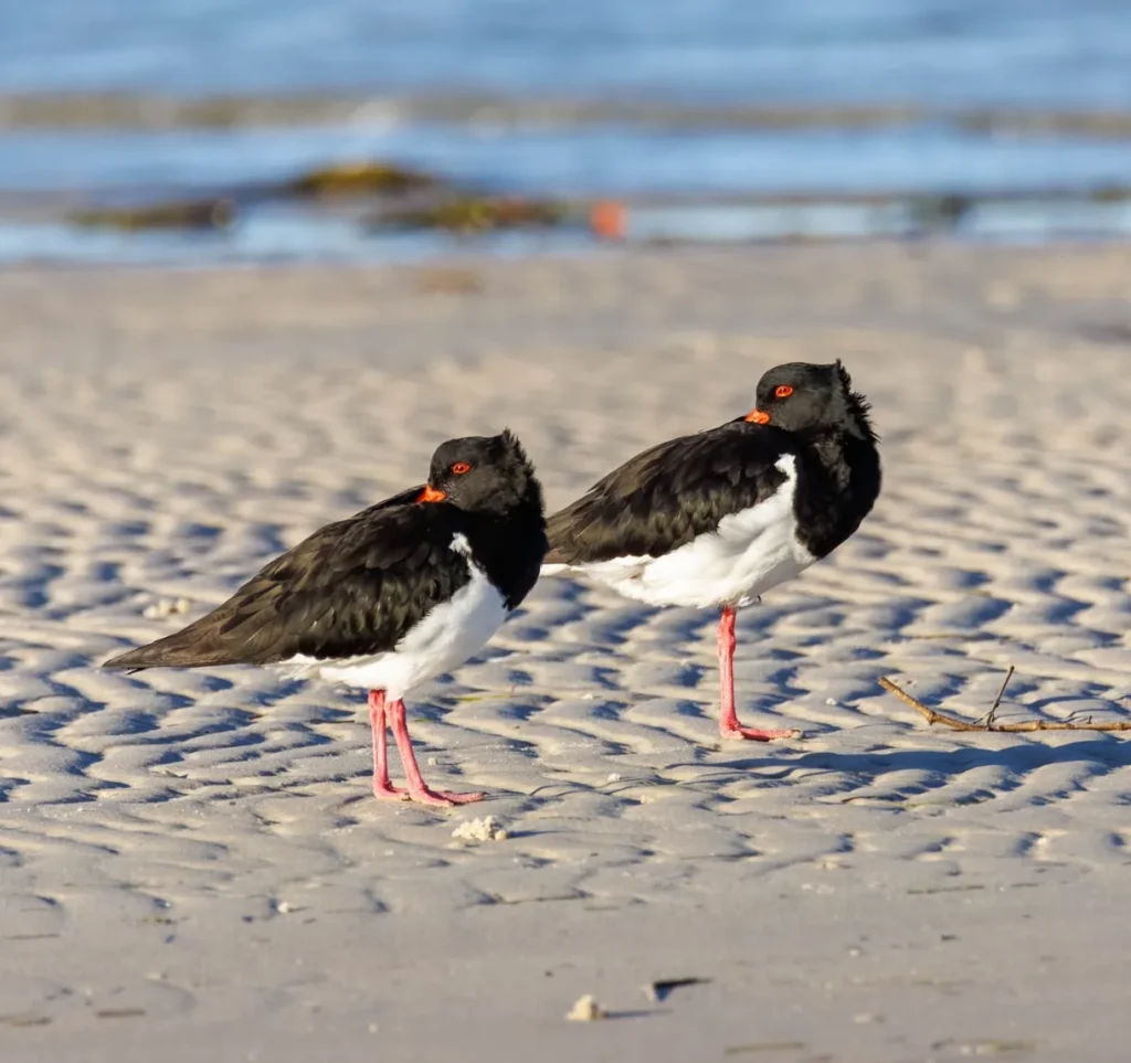 Pied Oystercatchers