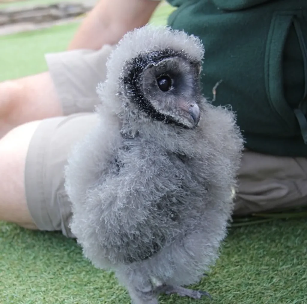 Sooty Owls