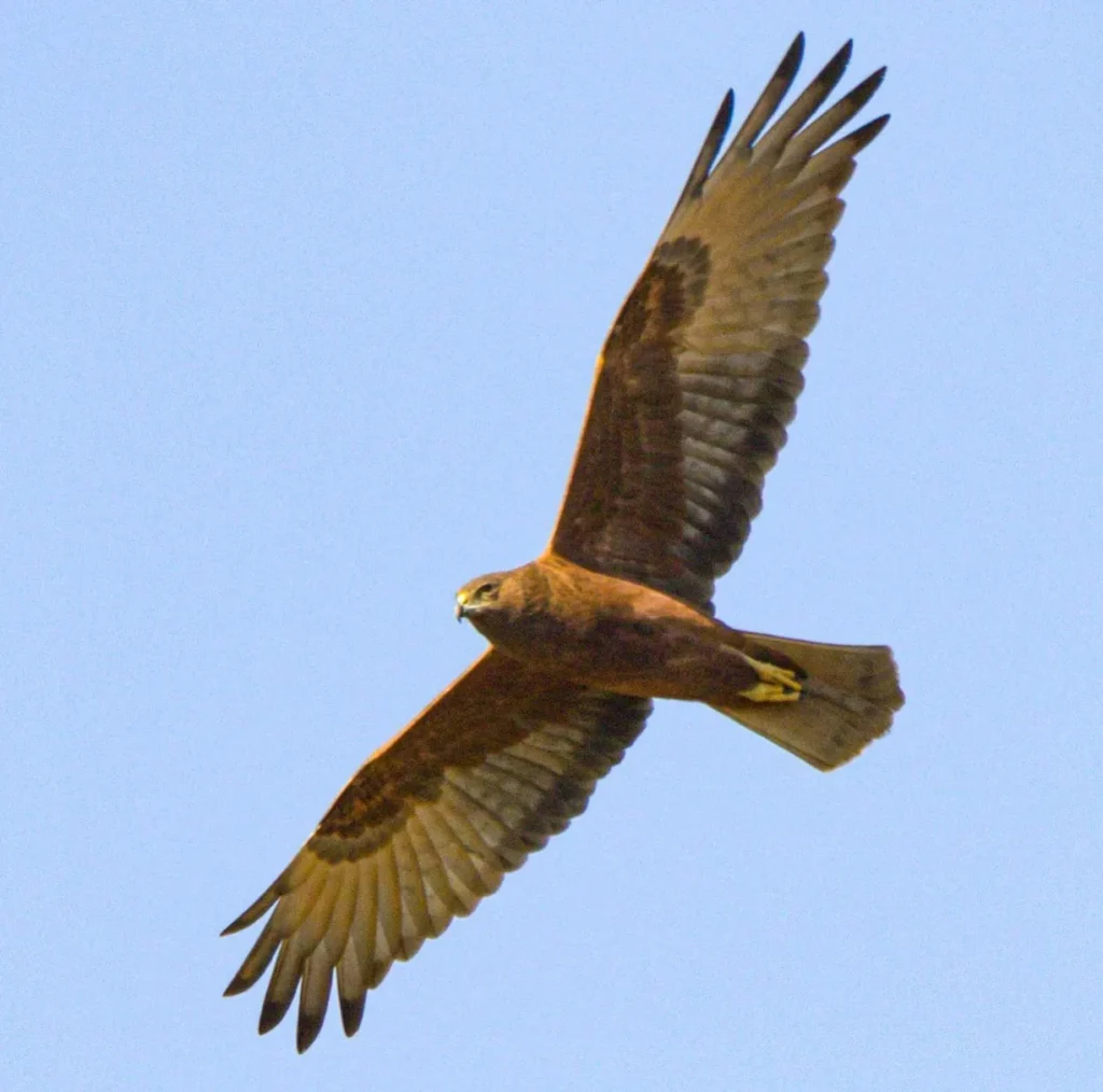Swamp Harriers