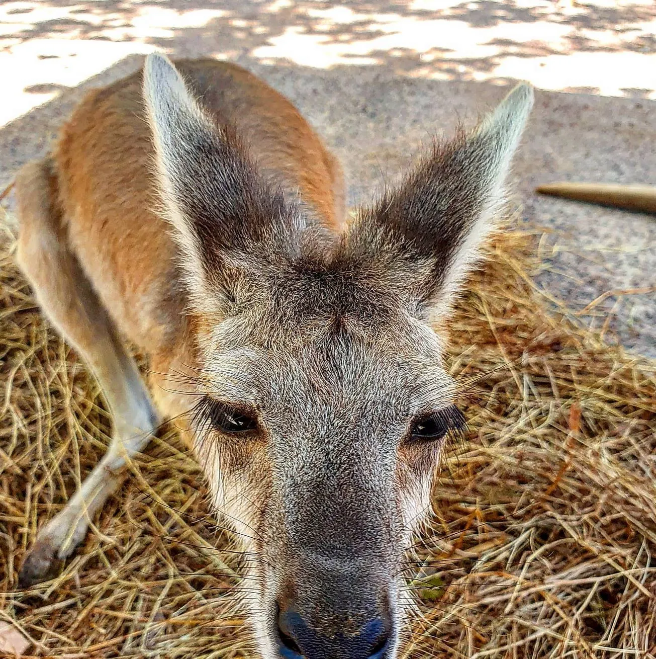 Territory Wildlife Park, kangaroos